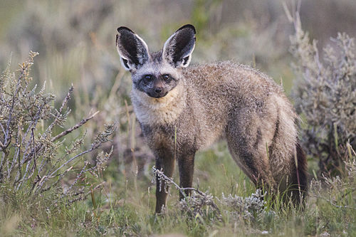 Bat-eared fox